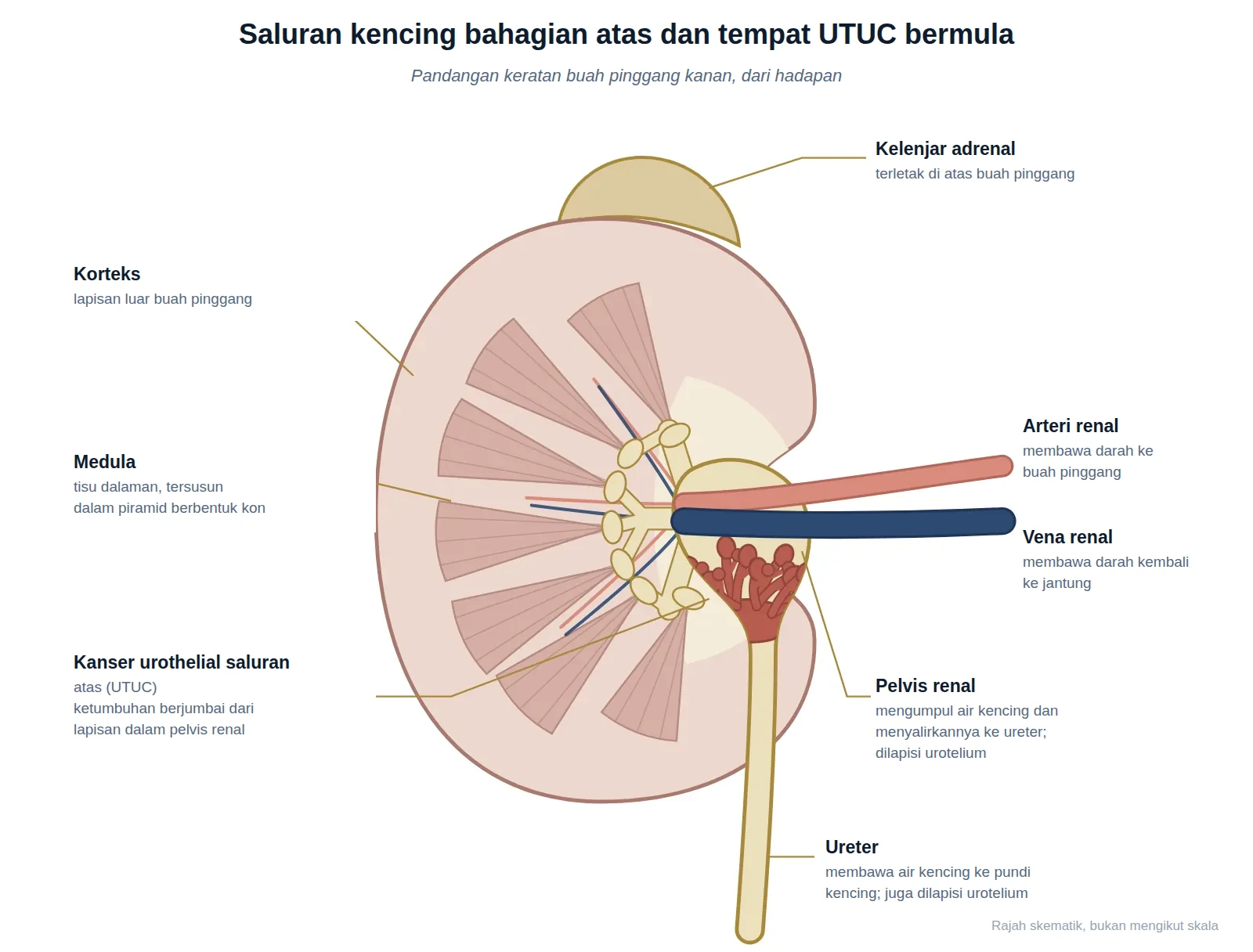 Rajah keratan buah pinggang kanan menunjukkan pelvis renal, ureter dan tempat kanser urothelial saluran atas bermula.