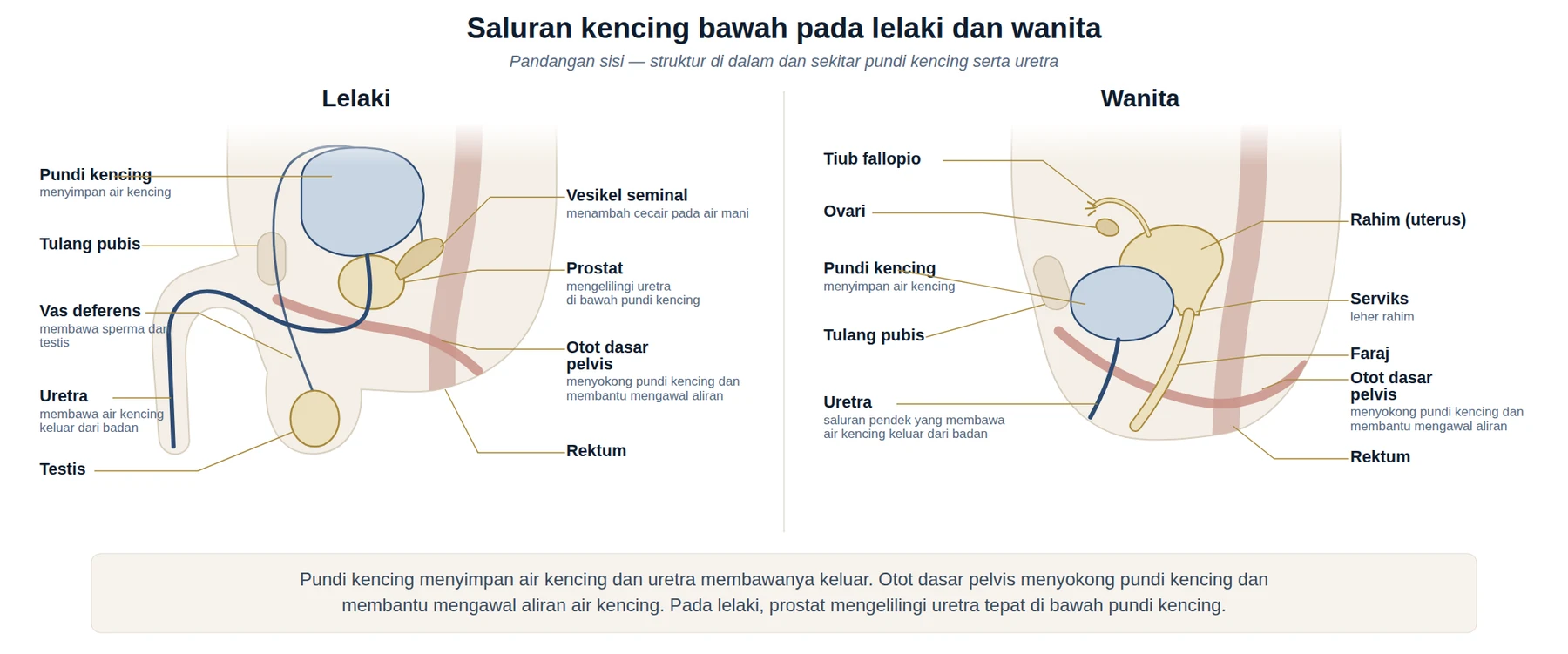 Rajah pandangan sisi saluran kencing bawah pada lelaki dan wanita, menunjukkan pundi kencing, uretra, otot dasar pelvis dan struktur berhampiran.