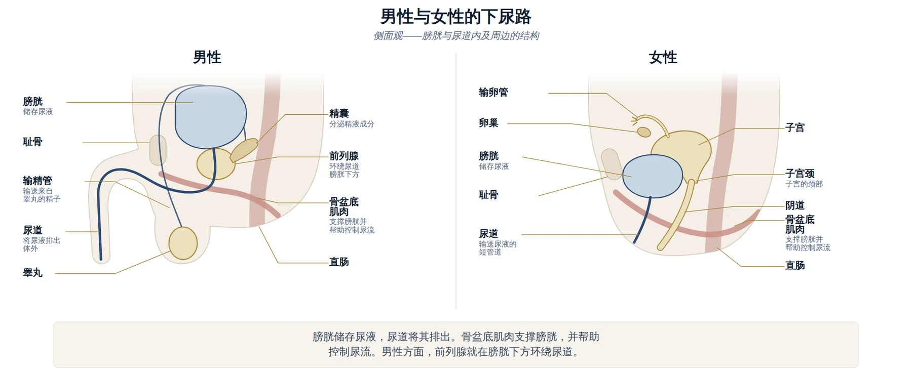 男性与女性下尿路的侧面示意图，显示膀胱、尿道、骨盆底肌肉及周边结构。