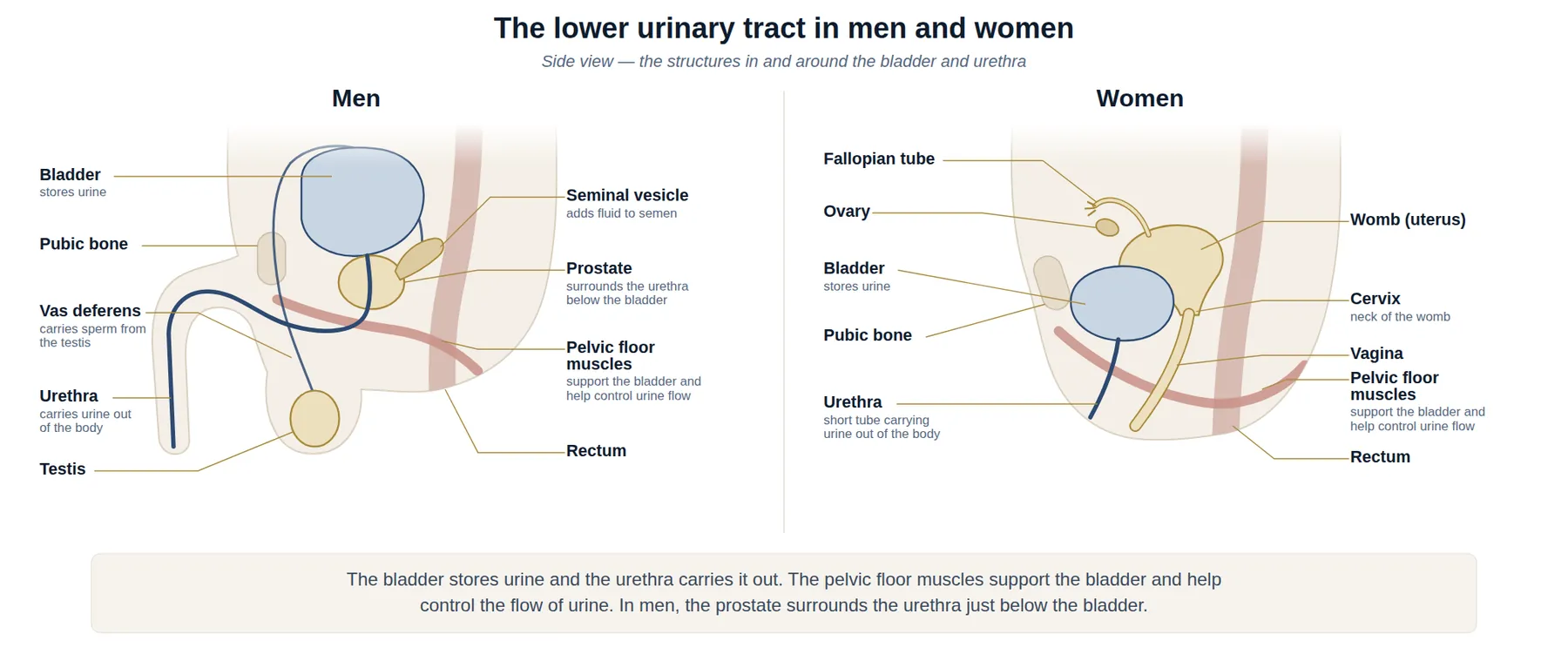 Side-view diagrams of the lower urinary tract in a man and a woman, showing the bladder, urethra, pubic bone, pelvic floor muscles and rectum; the prostate, seminal vesicle, vas deferens and testis in men; and the womb, cervix, vagina, fallopian tube and ovary in women.