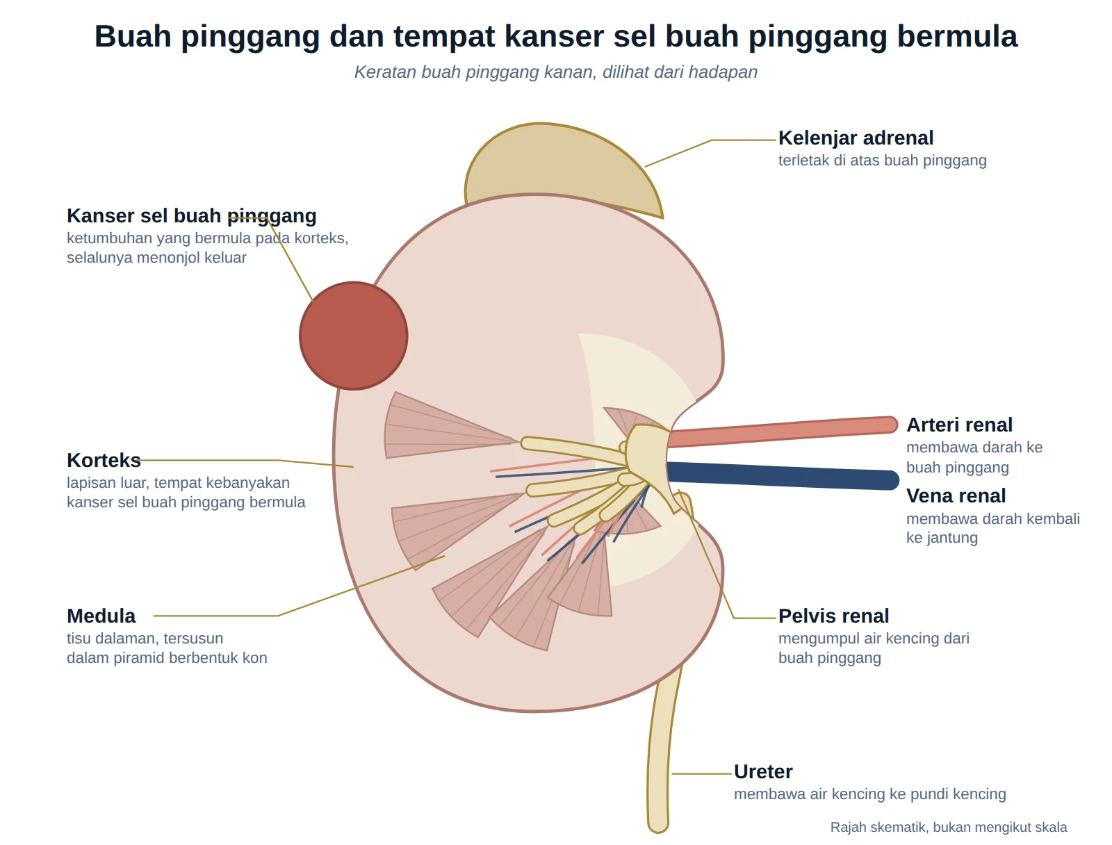 Rajah keratan buah pinggang kanan menunjukkan korteks, medula, pelvis renal, arteri dan vena renal, kelenjar adrenal serta ureter.