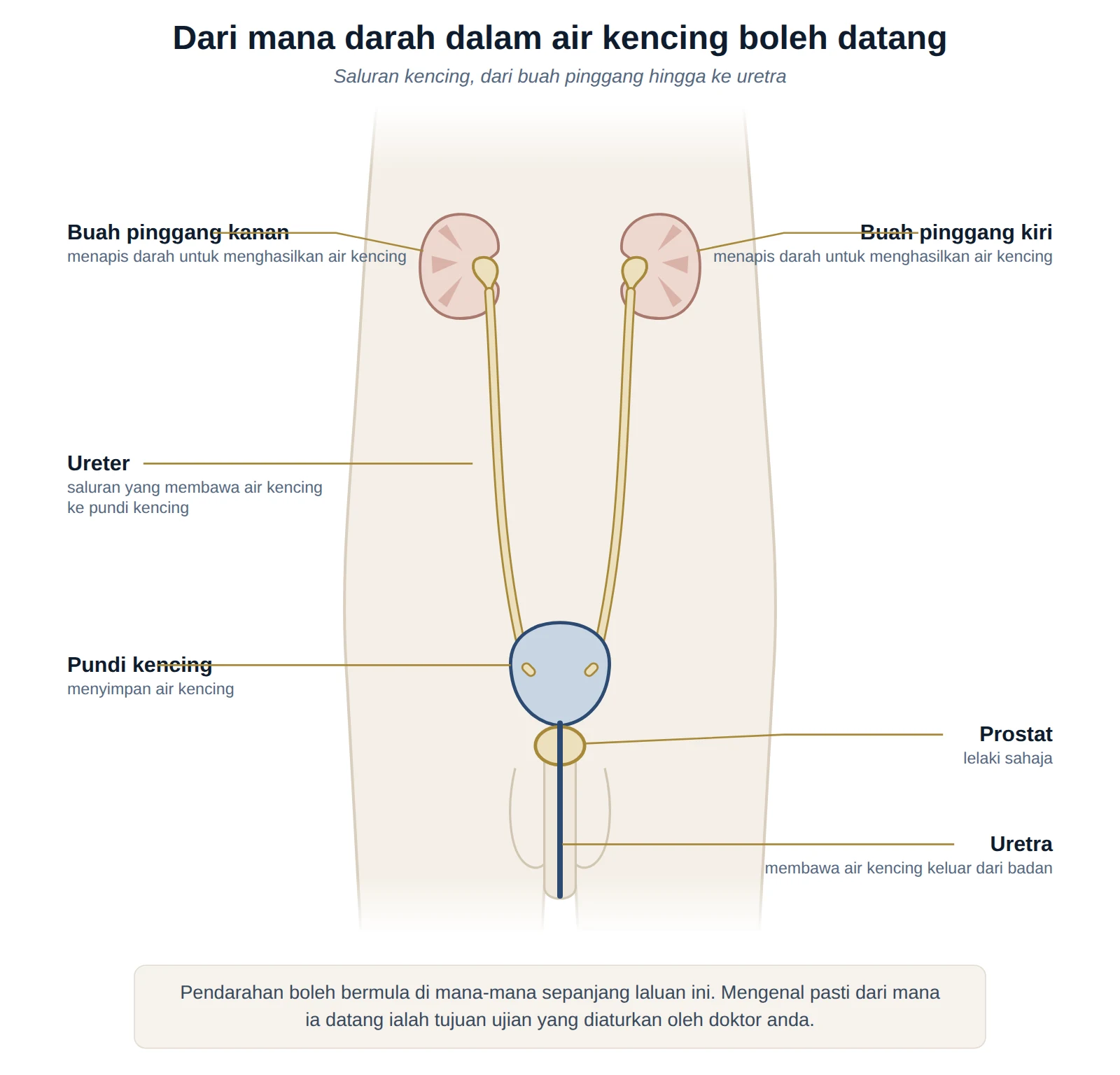 Rajah saluran kencing menunjukkan buah pinggang, ureter, pundi kencing, prostat dan uretra — tempat darah dalam air kencing boleh berpunca.