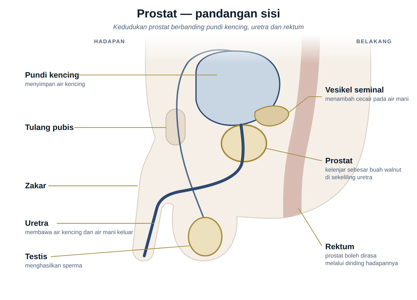 Rajah pandangan sisi pelvis lelaki menunjukkan pundi kencing, prostat, vesikel seminal, uretra, zakar, testis, tulang pubis dan rektum.