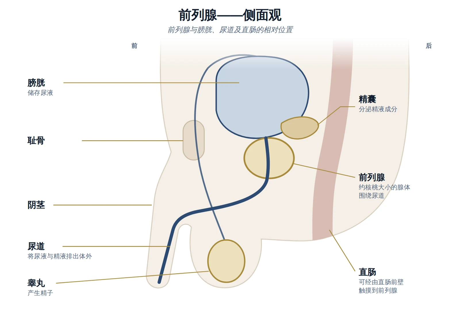 男性骨盆侧面示意图，显示膀胱、前列腺、精囊、尿道、阴茎、睾丸、耻骨与直肠。
