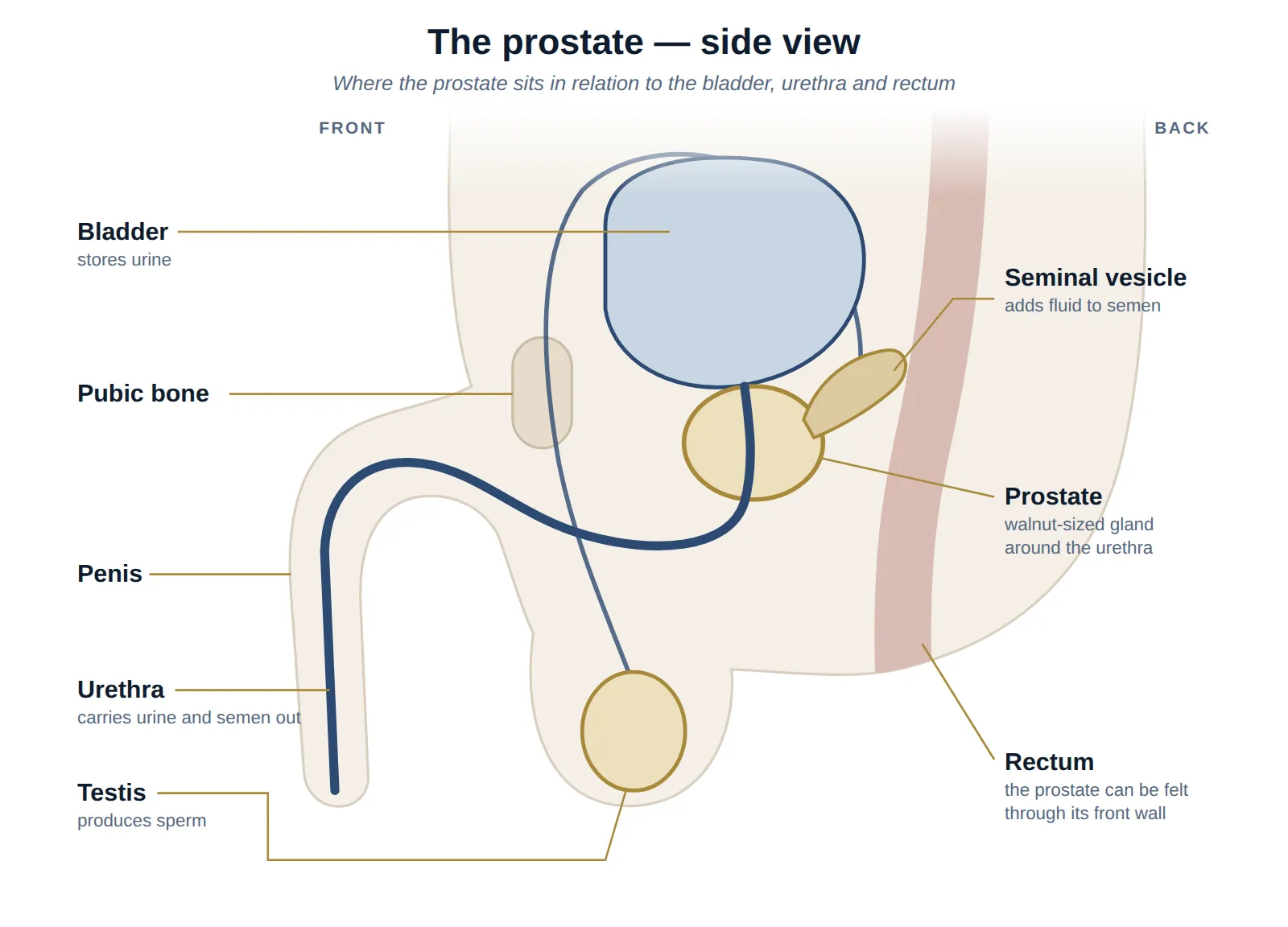 Side-view diagram of the male pelvis showing the bladder, prostate, seminal vesicle, urethra, penis, testis, pubic bone and rectum.